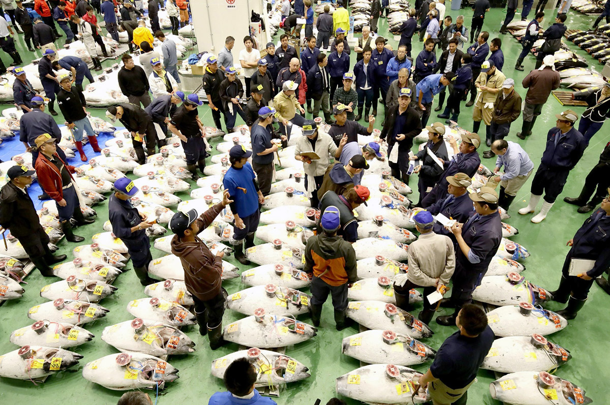 Toyosu Fish Market Tour 1