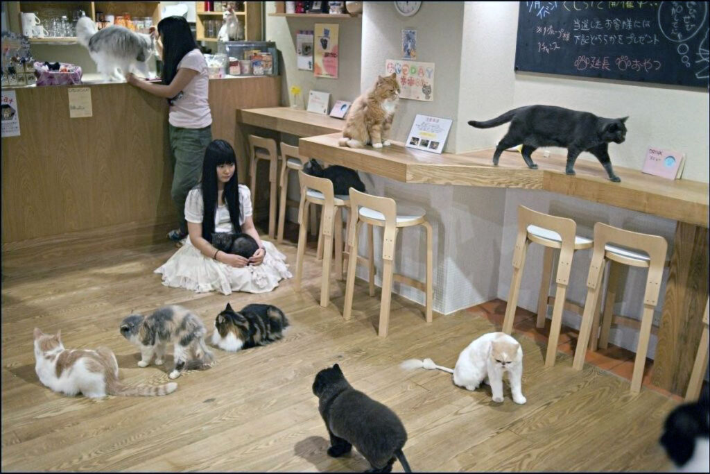 animal cafe