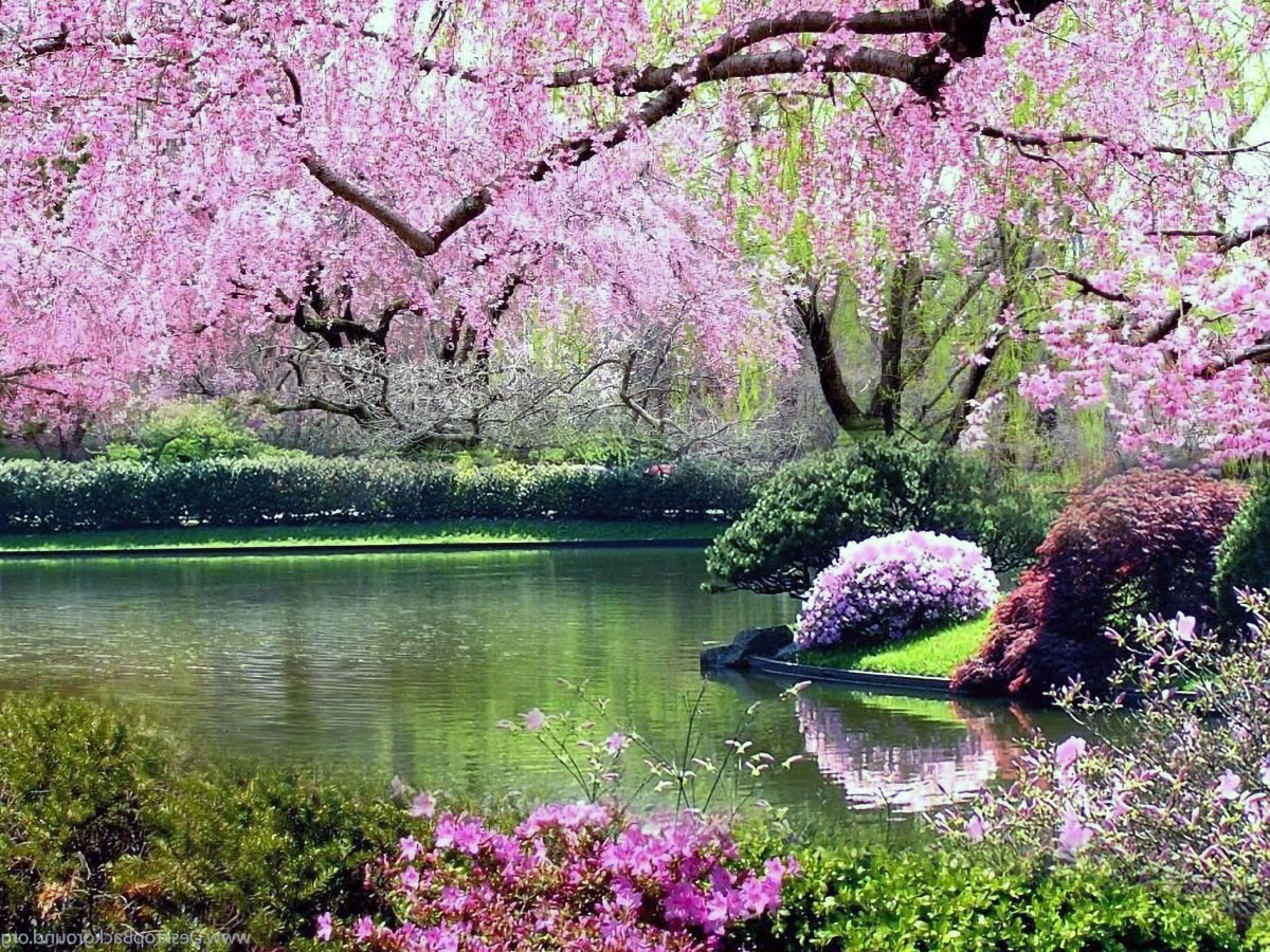 springtime japan