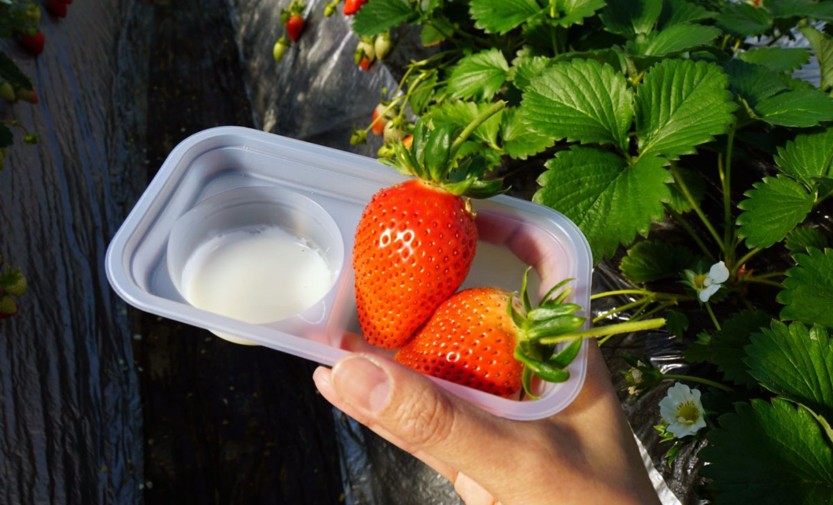 Strawberries Picking japan
