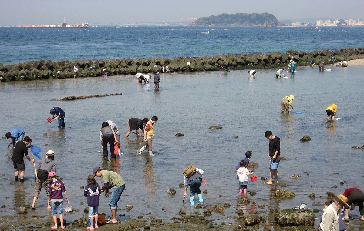 clam digging japan