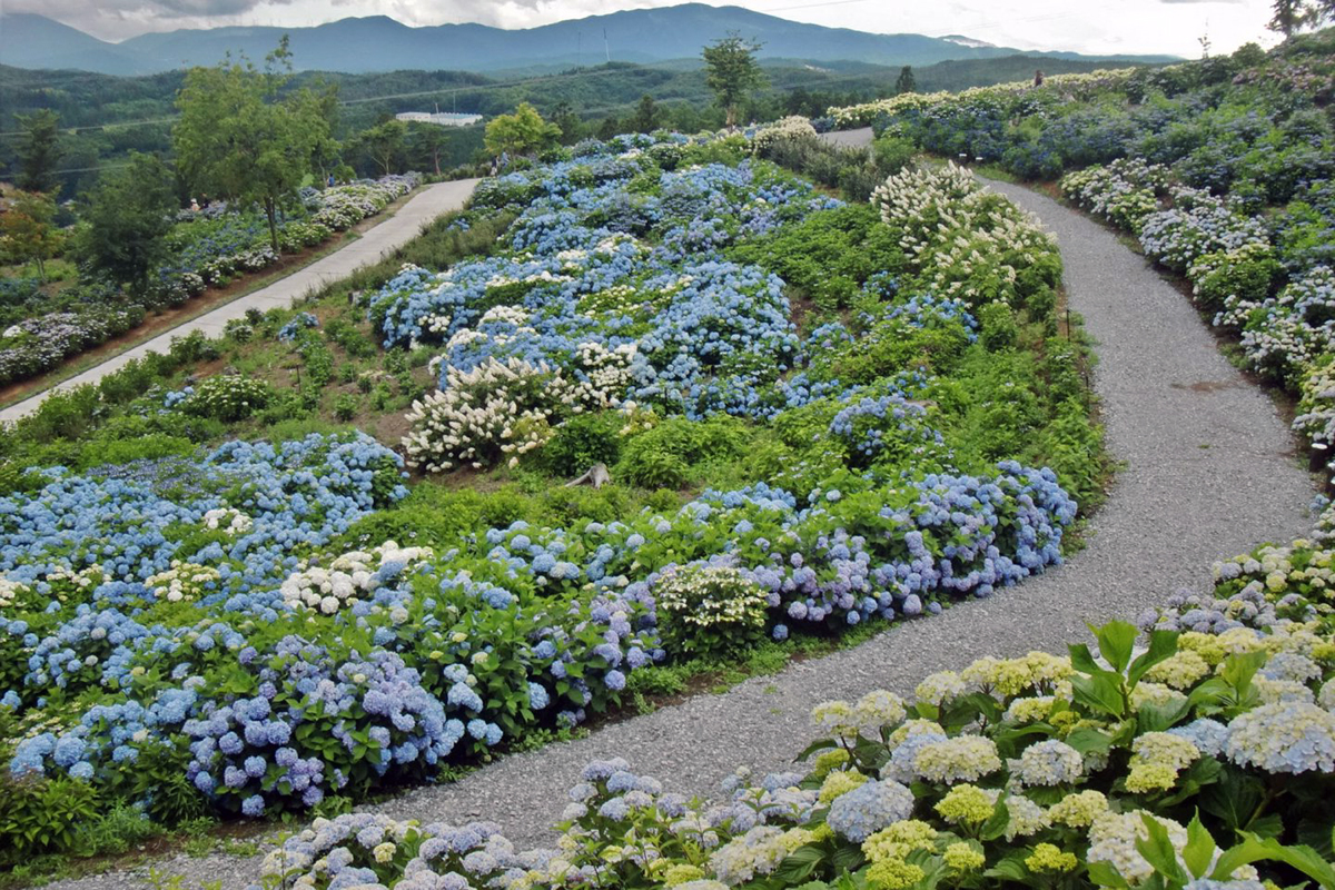 fukushima hydrangea festival at j 220394 1