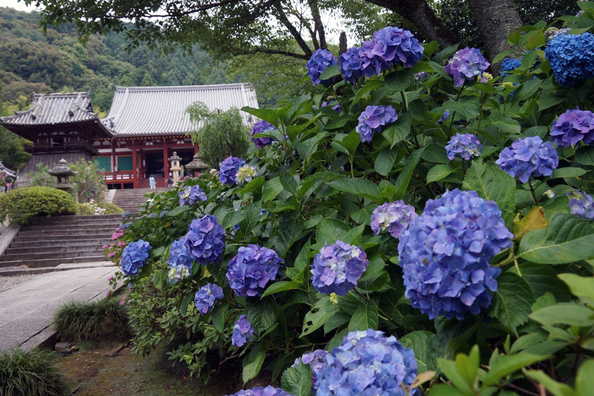 nara hydrangea season at yatadera temple