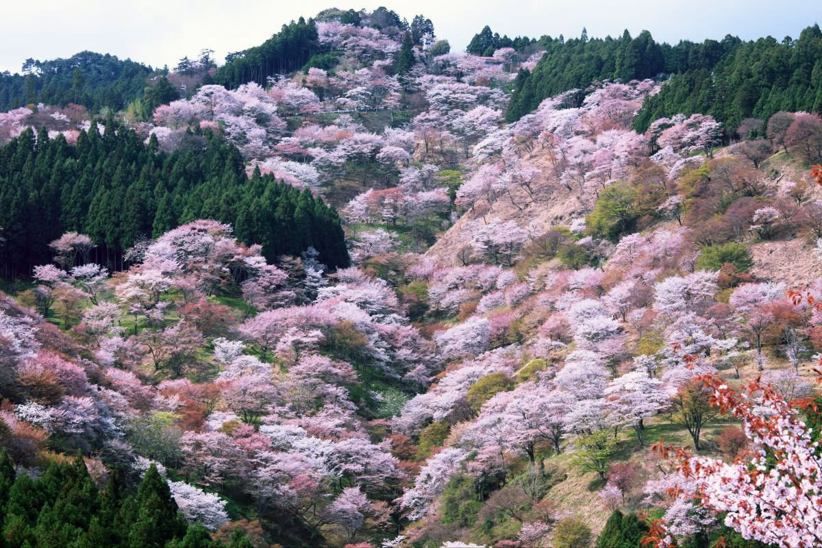 sakura Mount Yoshino