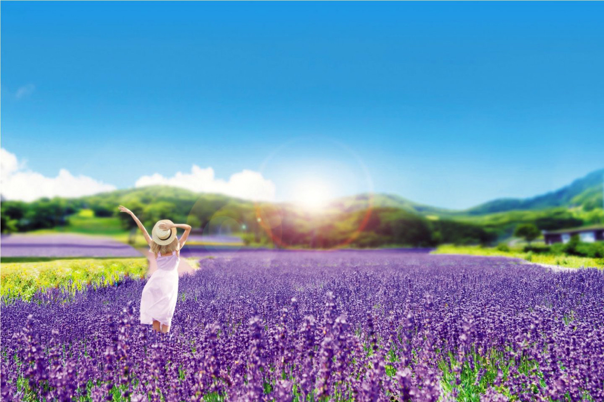 gunma lavender season at the tambara lavender park 223546