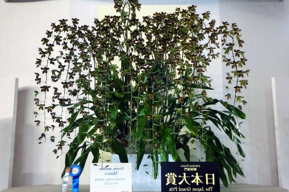 tokyo japan international orchid and flower show 210315