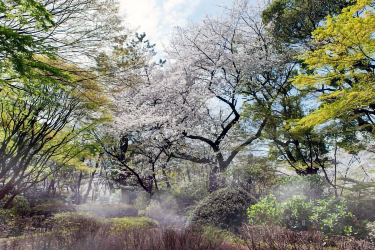 Gotenyama Sakura Festival