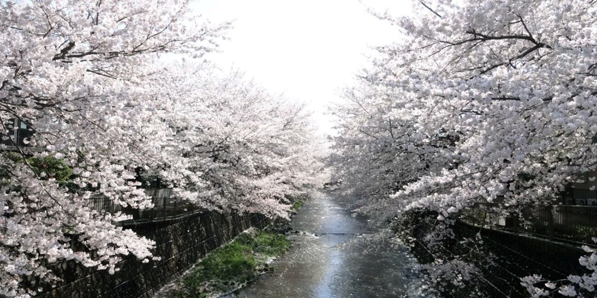 Machida Sakura Festival