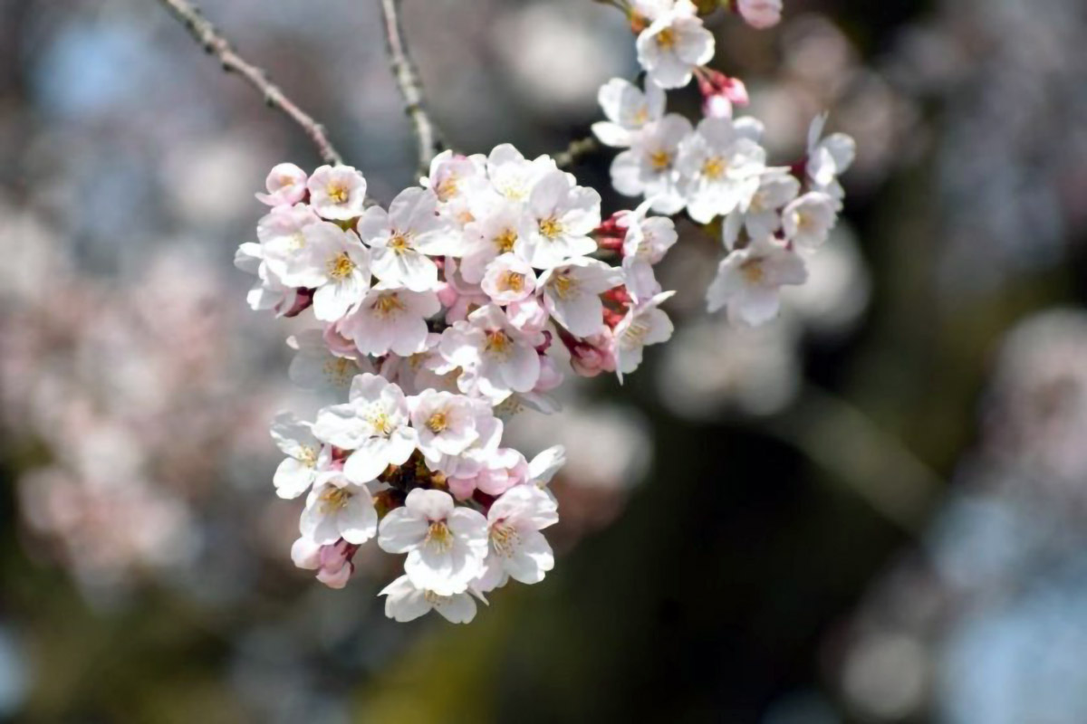 Tainai Sakura Festival