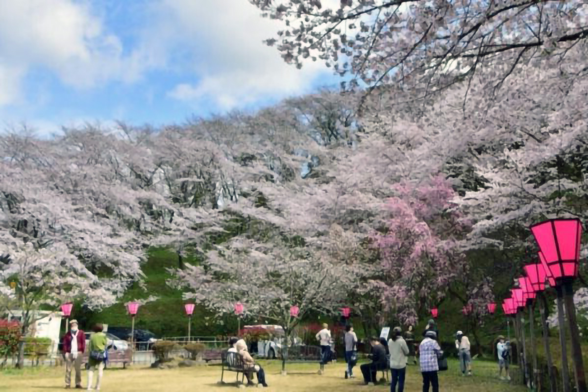 Mt. Konpira Setogawa Cherry Blossom Festival