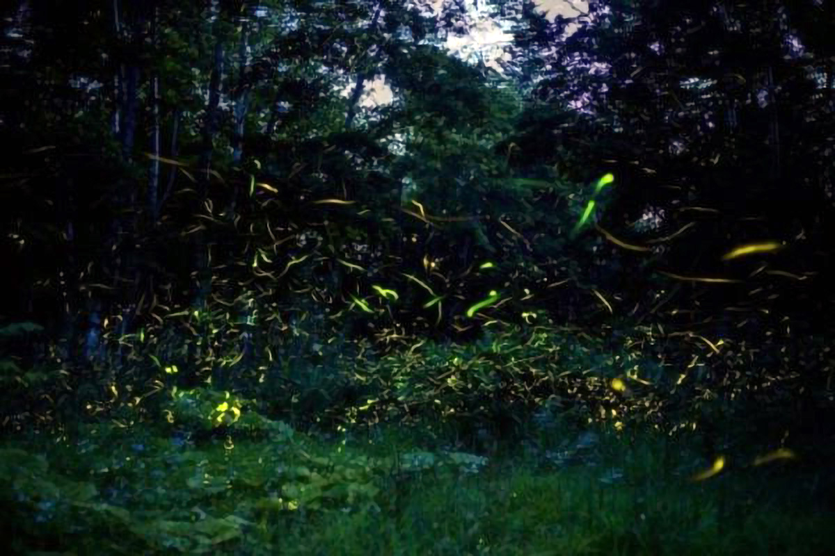 Firefly Viewing At Okawa Onsen Takegasawa Park - Gaido Japan