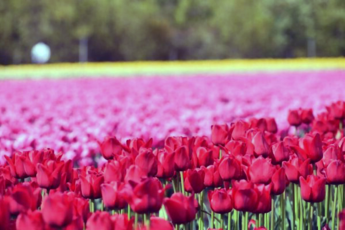 Tainai City Tulip Festival