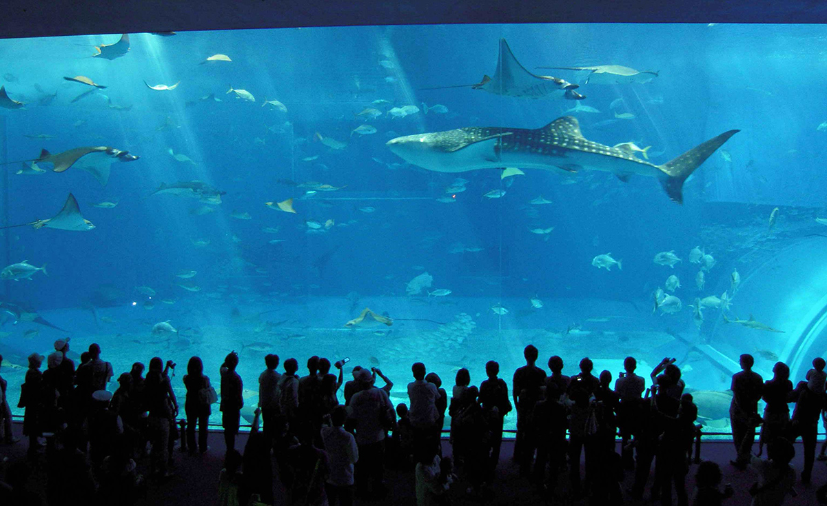 Osaka Aquarium Kaiyukan