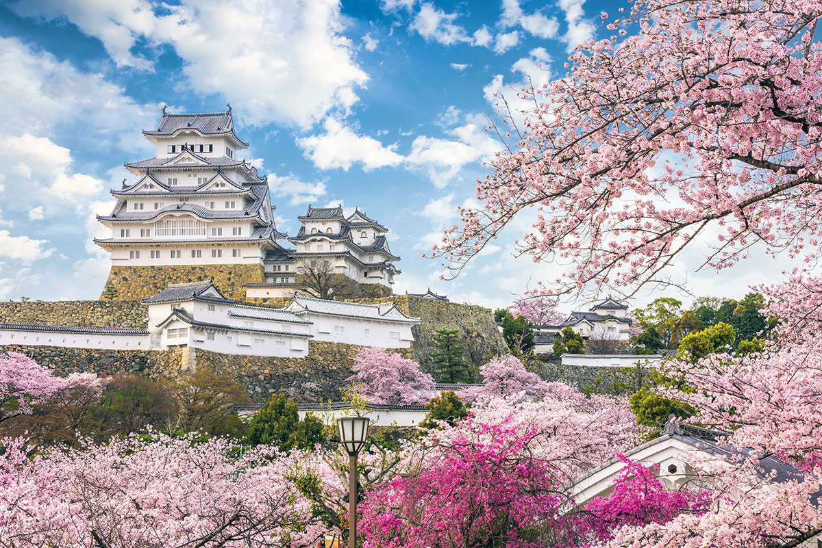 sakura Himeji Castle