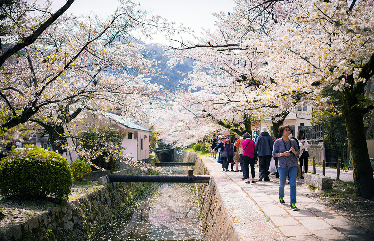 sakura Philosophers Walk