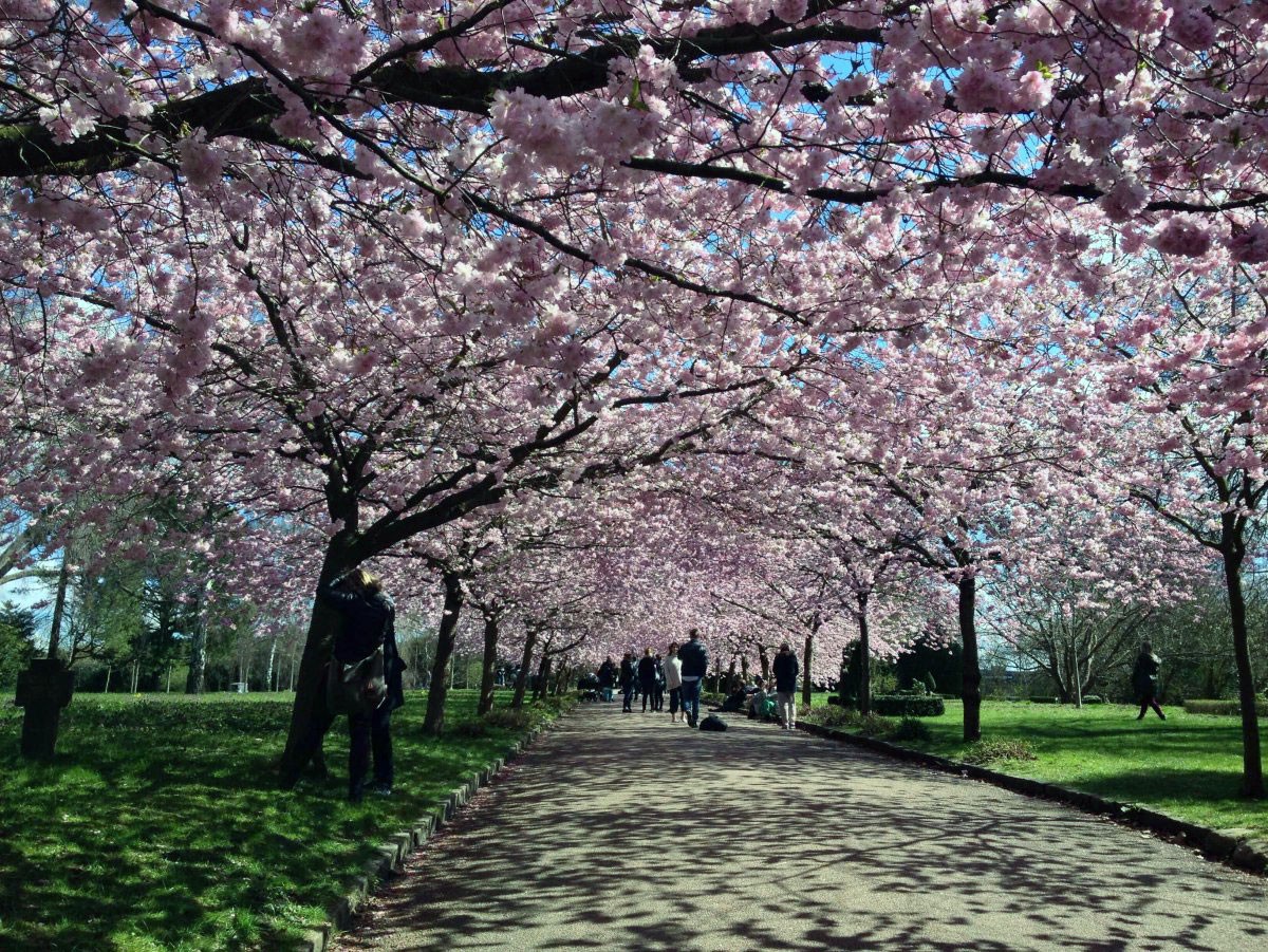 sakura Ueno Park